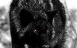 Rating fruits in blox fruits