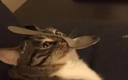 Animes Boyunga
