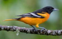 birds of decatur georgia