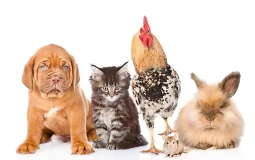 Best Domesticated Animal