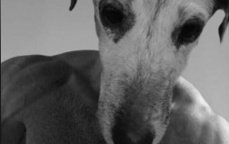 Мемы и проектики