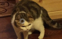 pp