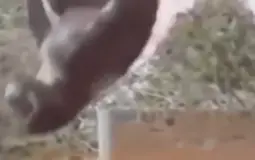 r6s