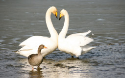 Love and Relationships Poetry