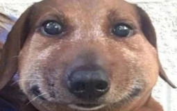 Rockstars smash or pass