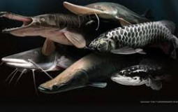 Freshwater Monster Fish