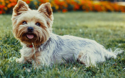 WOOF WOOF