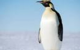 ASC Unofficial Discord Server