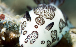 Azzy Autism Tier List