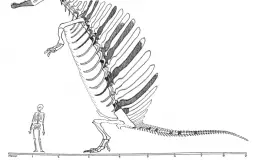 Paleo attractiveness