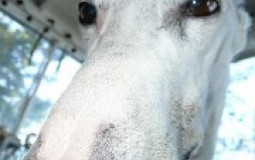 roskater tierlist (with act)