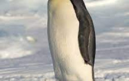 most active members of divcord 2