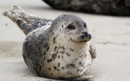 Seal species tier list