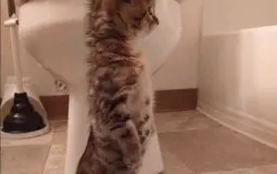 soccer champions league