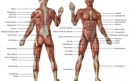 Les meilleurs sports