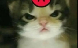 el e ocs first impressions