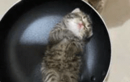 mitochondrium is the powerhouse of the cell