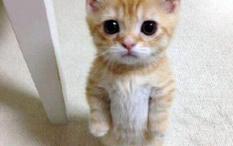 Maler Michi Incident 2021