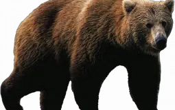 Bears
