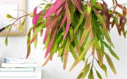 Rośliny w kolorze wina