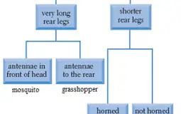 Cinematography Vendors