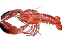 Lobster tierlist