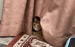 一番処女&童貞な時が長そうなひと