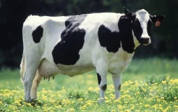 Milk tier list (unflavoured)