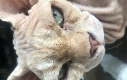 Operan i sösjö 11 juli 2015