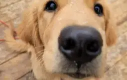 Five Nights At Freddy's