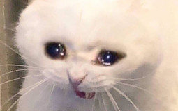 Psheeeen \ dating sim mais c'est Mei la MC