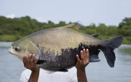 peixes da amazonia