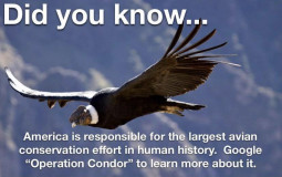 Eternity Mode Bosses