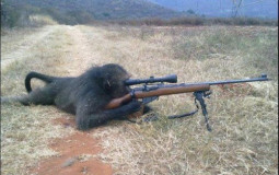 peapods/msmpeople based on how i could beat them in a fight