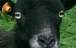 Categories met de bois