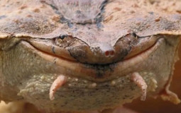 will gilmour play this again