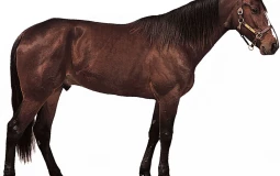 Horse Base Coat Colors