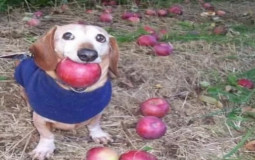 ROTK wipe 1 rp tier list