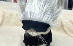 Favorite Animanga Characters