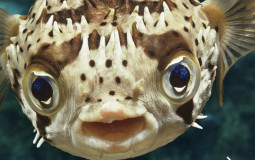 Fish Names That Sound Fishy Tier List