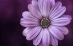 Accuracy of Parkinson's Disease in TV