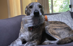 Pet