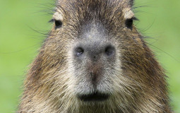 Normal Friend Game Tier List