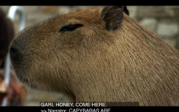 Unconventional Birds