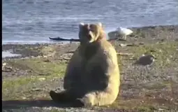 bear species