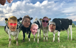Cow Gang Games