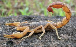 Bugs with Smol and Dog