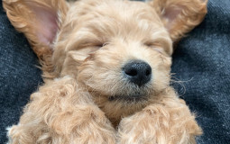 Things I Like to Bite