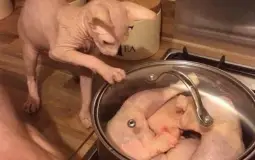 Containment Zone's Big Funny