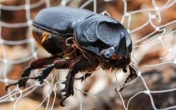 Guam invasive species